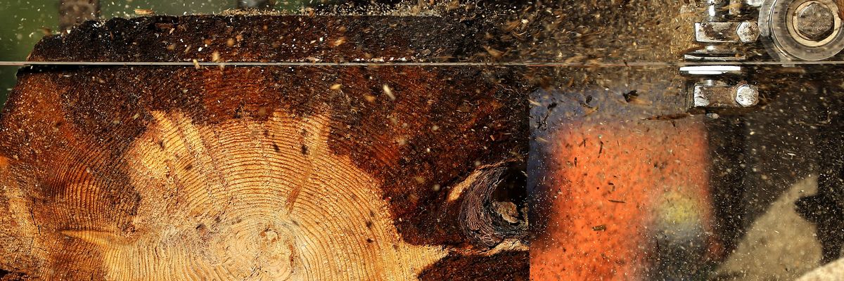 A saw blade cuts through a ponderosa pine log