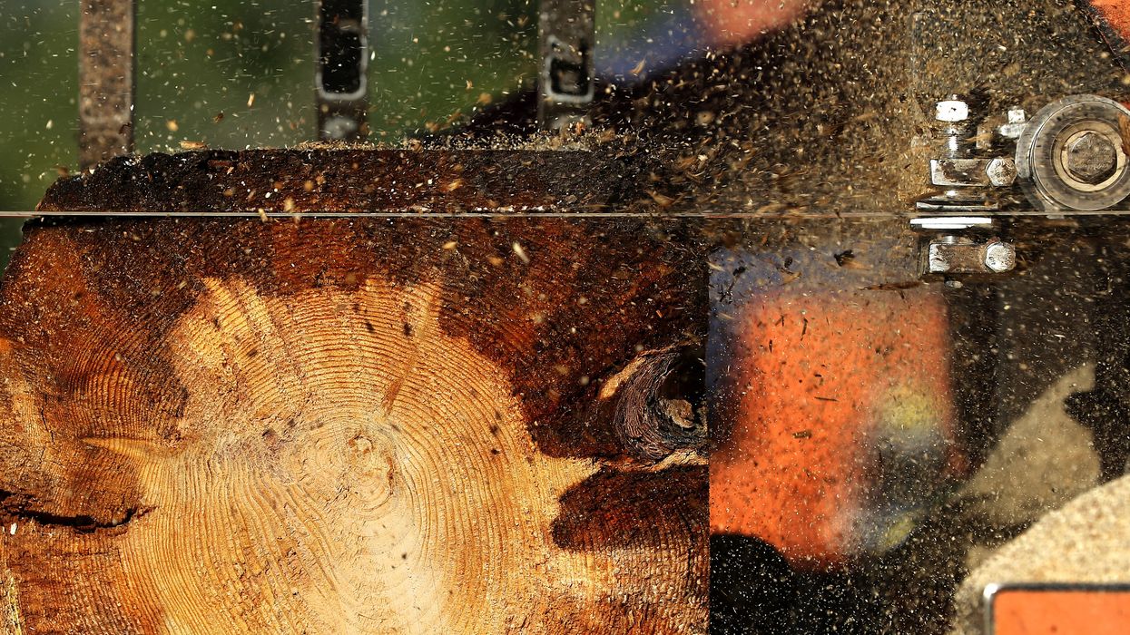 A saw blade cuts through a ponderosa pine log