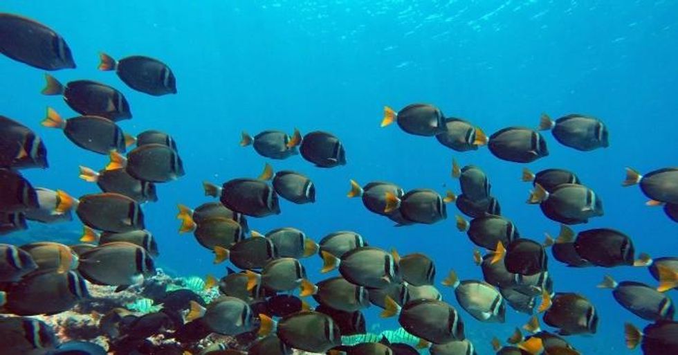 A school of Whitebar Surgeonfish swim in the Papahanaumokuakea Marine National Monument (Photo: Papahanaumokuakea Marine National Monument/flickr/cc)