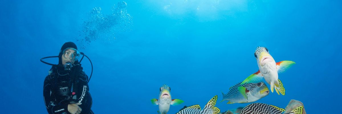 A scuba diver examines fish in the Great Barrier Reef