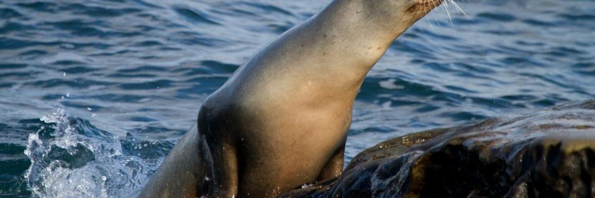 Are California's Starving Sea Lions Latest Victims of Climate Catastrophe?