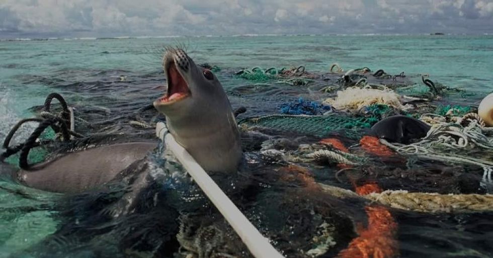A seal trapped in plastic pollution. Environmental advocates are concerned that a rise in plastics production will bring the world's oceans to a state of