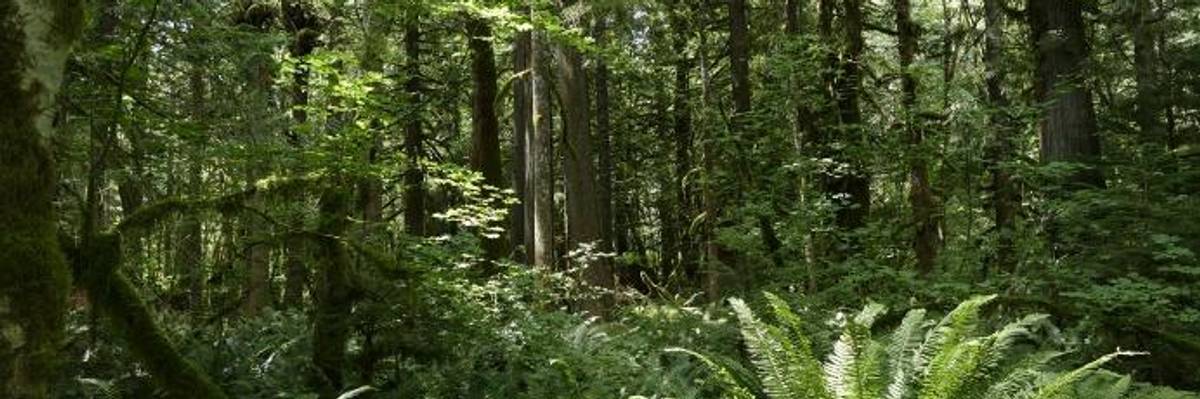 Where the Forest Has No Name