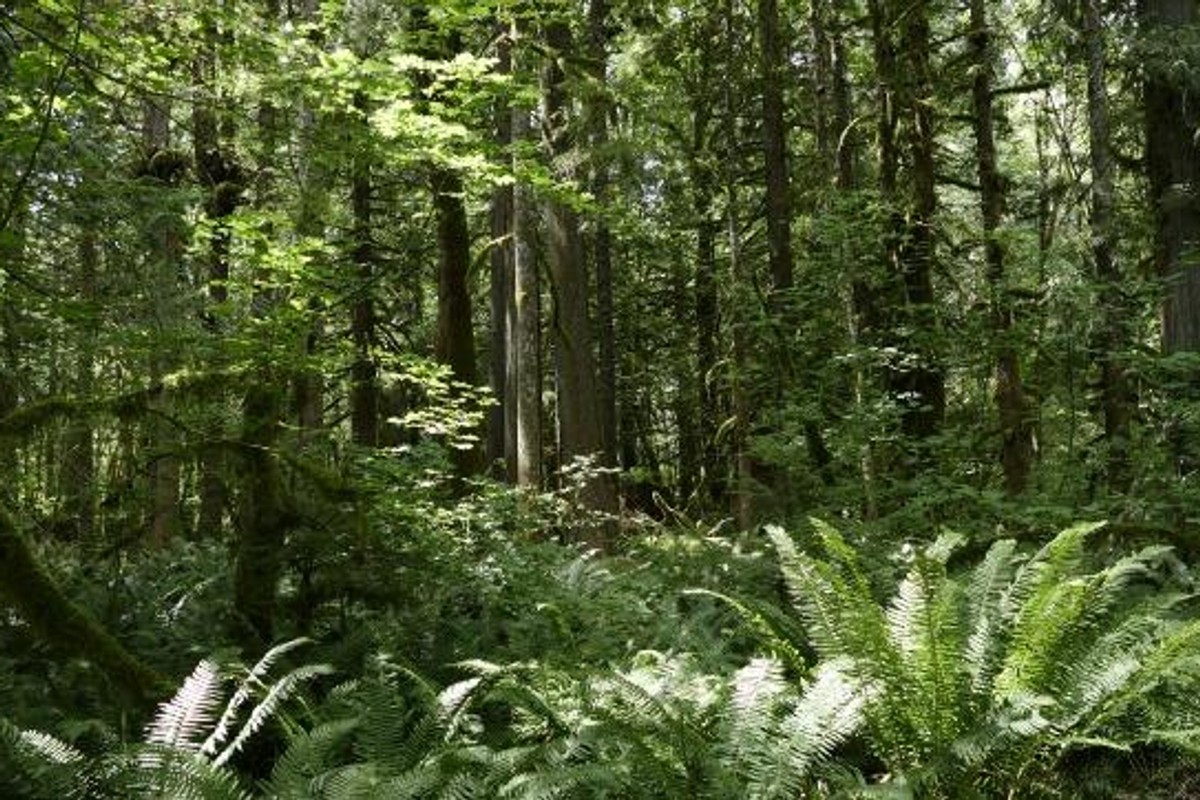 Temperate Rainforest Examples Temperate Rainforest Plants Names