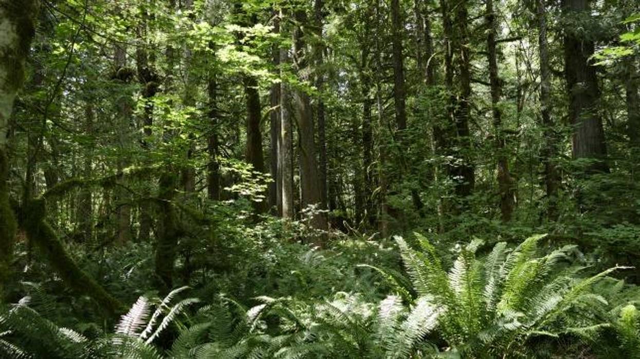 Where the Forest Has No Name