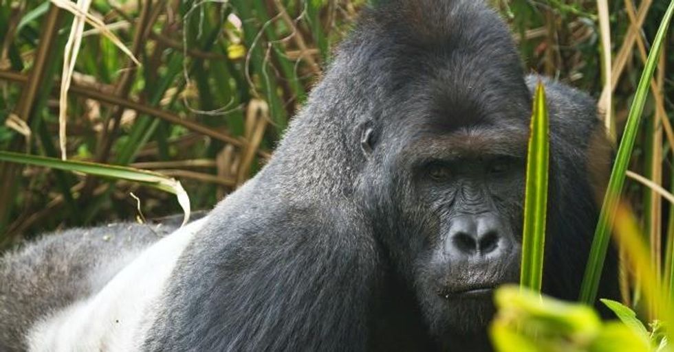 A silverback Grauer's gorilla in Kahuzi-Biega National Park, Democratic Republic of Congo.(Photo: Joe McKenna/flickr/cc)
