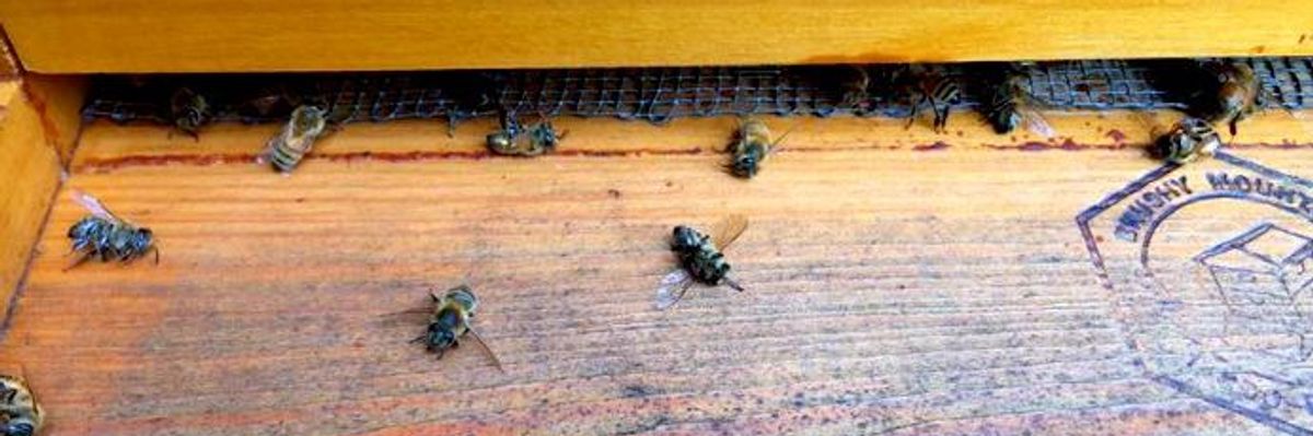 'Like Visiting a Cemetery': Millions of Honeybees Dead After Zika Pesticide Spraying
