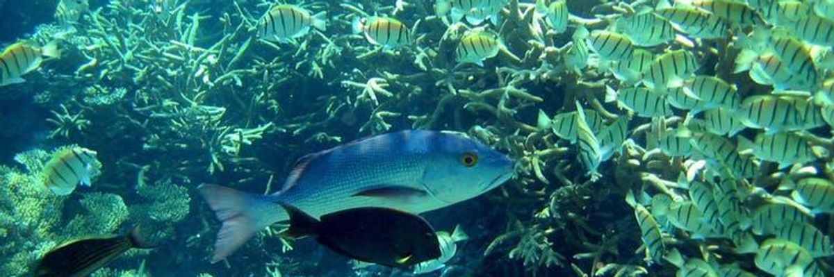 I'm an Expat US Scientist - and I'm Returning to Trump's America to Stand Up for Science