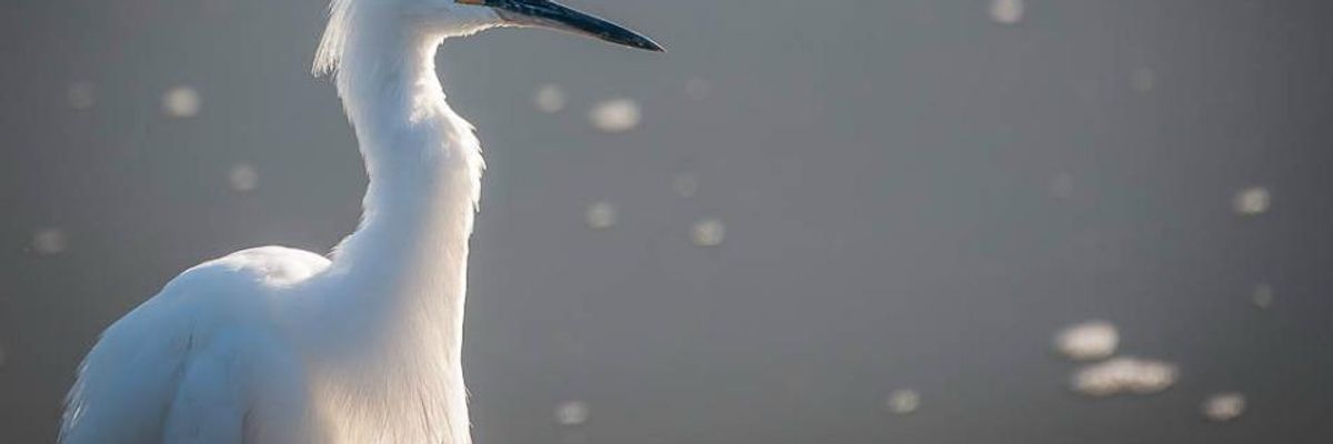 After Protections Gutted, Audubon Society Dubs Trump Interior Dept. the 'Bird Killer Department'