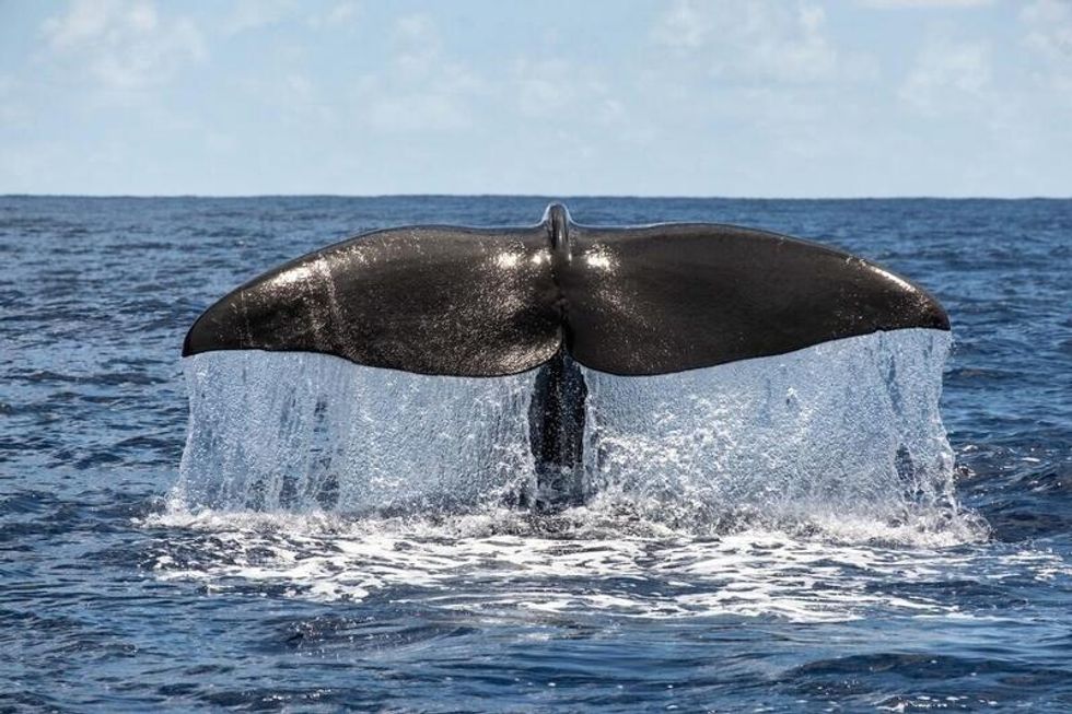 A sperm whale dives on the edge of the Saya de Malha bank. (Photo: Tommy Trenchard/Greenpeace)