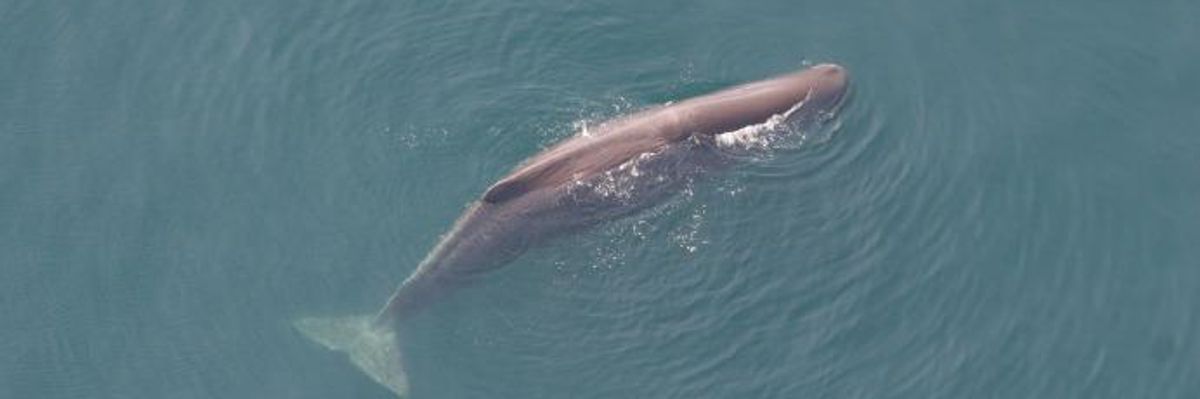 Scale of Threat Seismic Blasting Poses to Whales, Dolphins Laid Bare