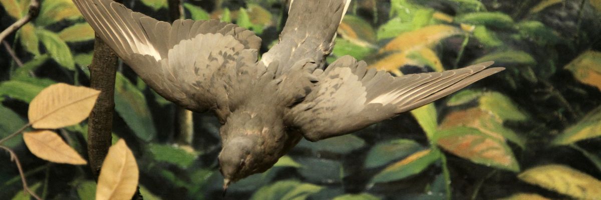 A stuffed passenger pigeon posed in flight. 