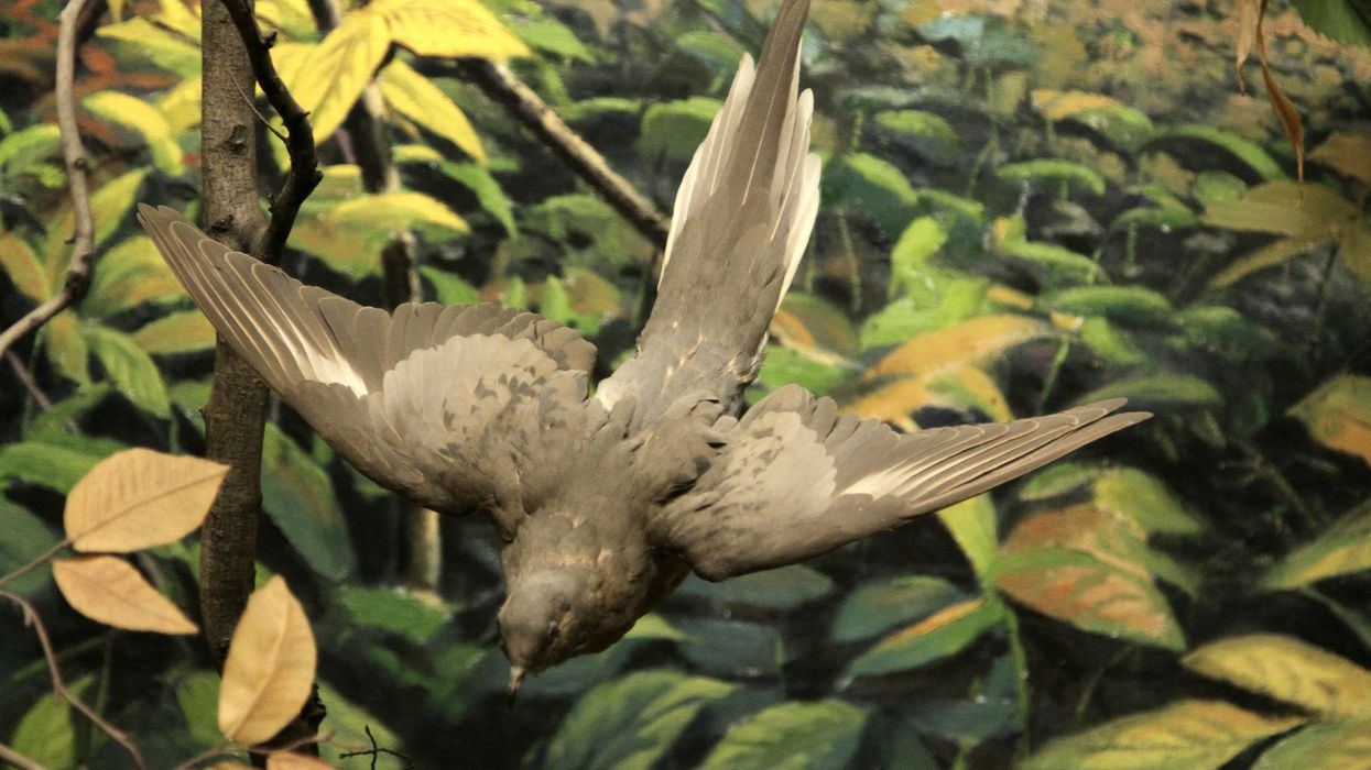 A stuffed passenger pigeon posed in flight.