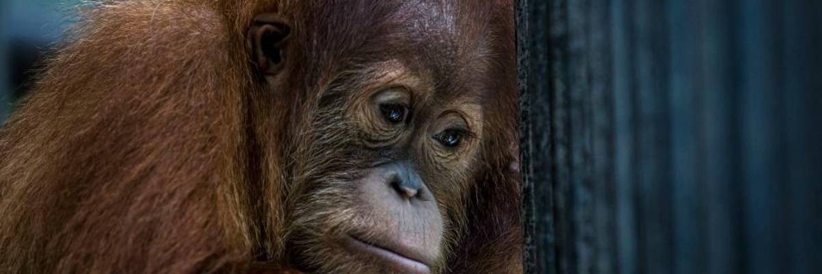 Top Global Experts Say Humanity Must 'Heal Our Broken Relationship With Nature' to Prevent Future Pandemics