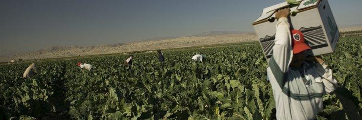 COVID-19 Sweeping Through Ranks of US Immigrant Farmworkers and Meatpackers