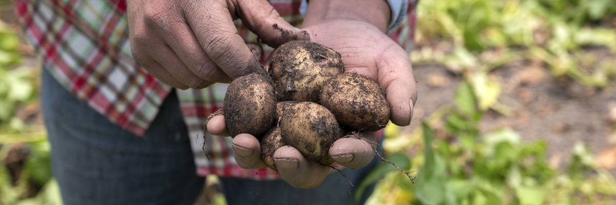 A technician holds agroecologically grown potatoes.