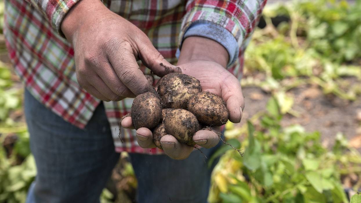 A technician holds agroecologically grown potatoes.