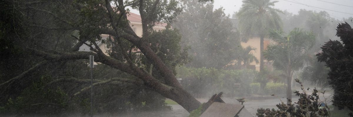 A tree is uprooted by Hurricane Ian in Sarasota, Florida