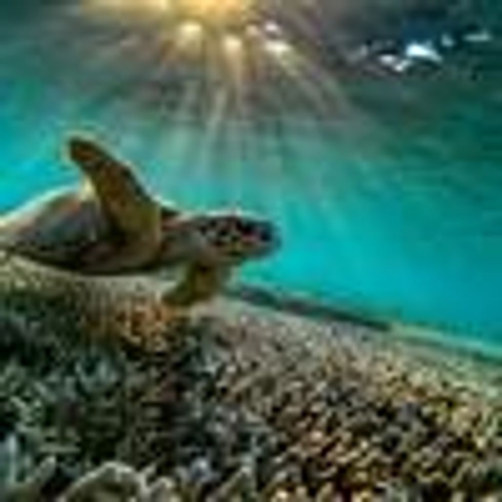 A turtle swims among the coral of the Great Barrier Reef