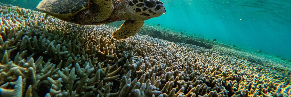 A turtle swims among the coral of the Great Barrier Reef