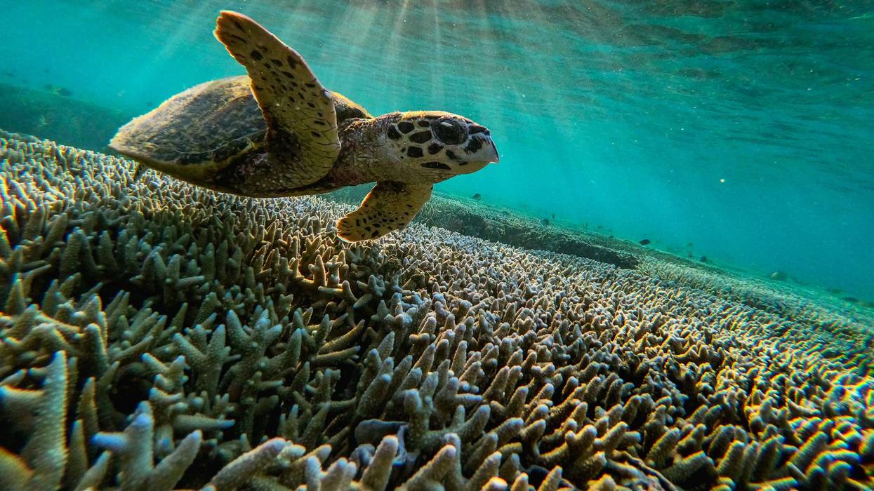 A turtle swims among the coral of the Great Barrier Reef