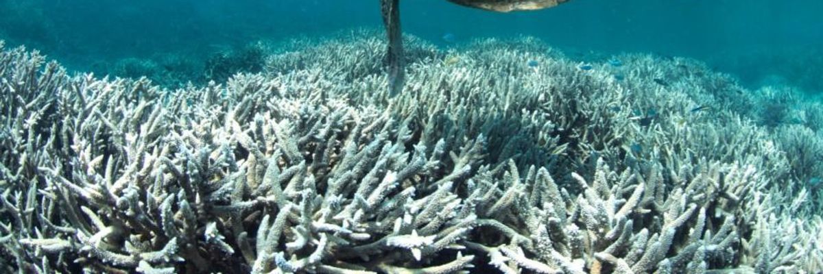 'No Time to Lose': New Study Shows 50% Coral Decline on Great Barrier Reef