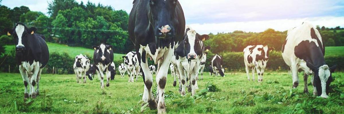 The Green New Deal Must Include Regenerative Agriculture and an End to Factory Farming