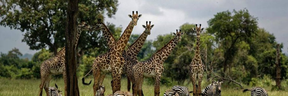 'Ominous' UN Report Warns Human Activity Has Pushed One Million Plant and Animal Species to Brink of Extinction