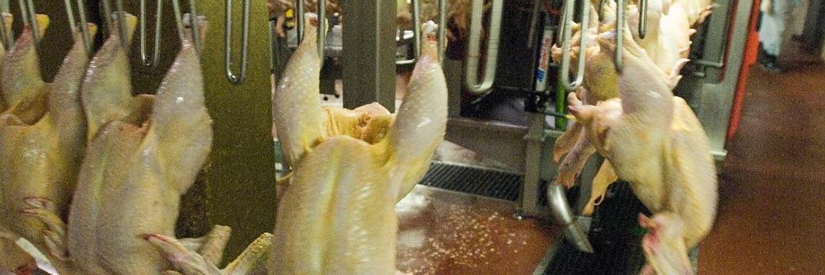 New USDA Poultry Inspection Rules Jeopardize Public Health, say Critics ...
