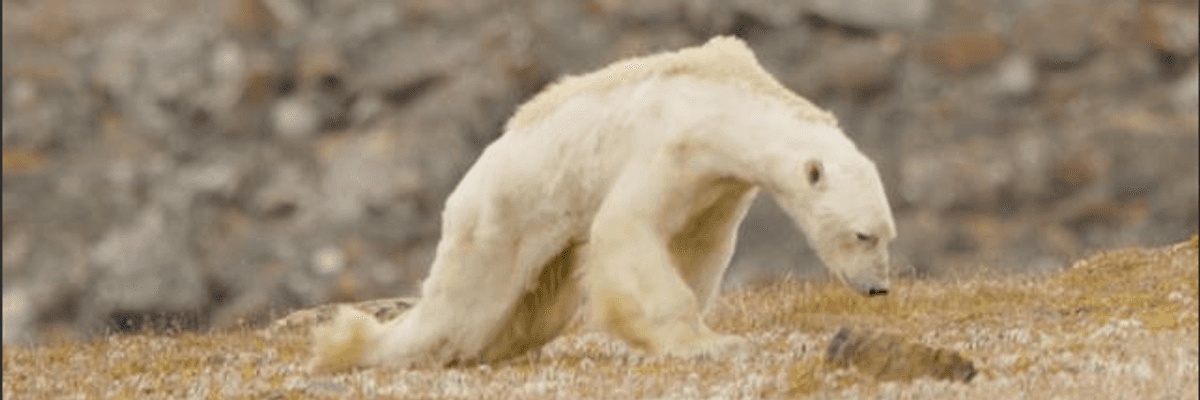 As World Warms, Heart-Breaking Video Shows What It Looks Like When a Polar Bear Starves