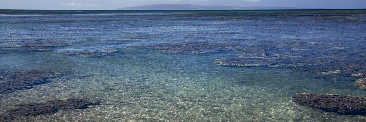 A view of coral in clear turquoise water in Olowalu, Maui, Hawai‘i.