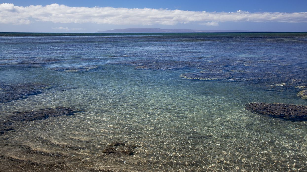 A view of coral in clear turquoise water in Olowalu, Maui, Hawai‘i.