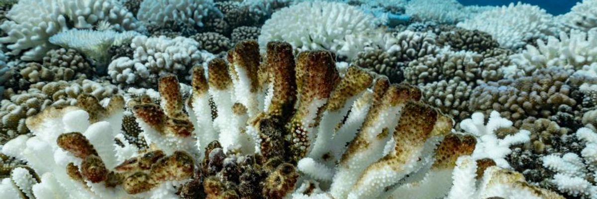 Example of 'Unknown Unknowns,' Study Detailing 'Almost Instant Mortality of Corals' Suggests Crisis Worse Than Previously Understood
