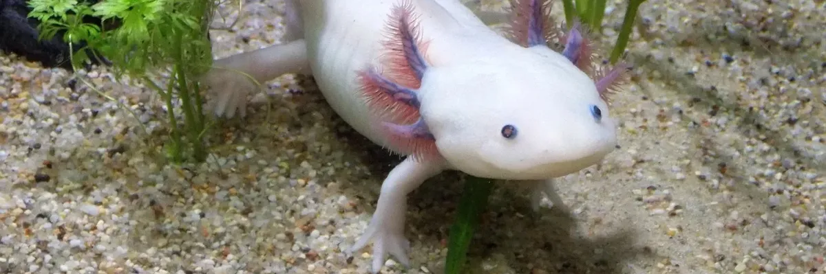 A white and purple axolotl swims in captivity. 