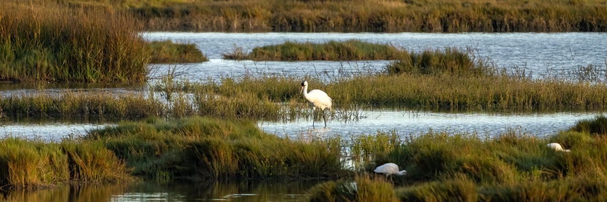 A whooping crane and two white ibis stand in a saltwater marsh