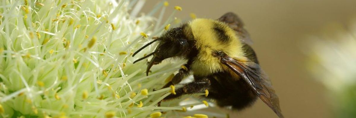 GAO Report: Federal Agencies Failing Bees