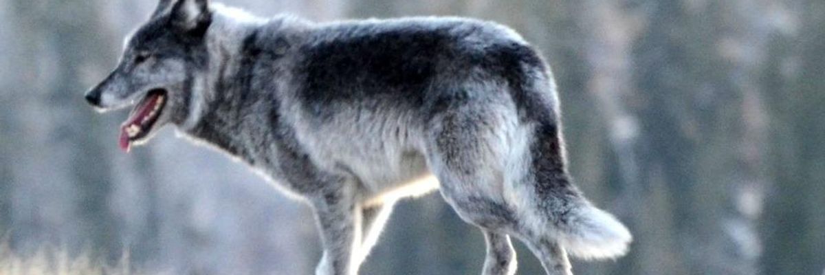 Human-Driven Extraction Has Doomed Caribou.  So Why Are Wolves Paying Deadly Price?