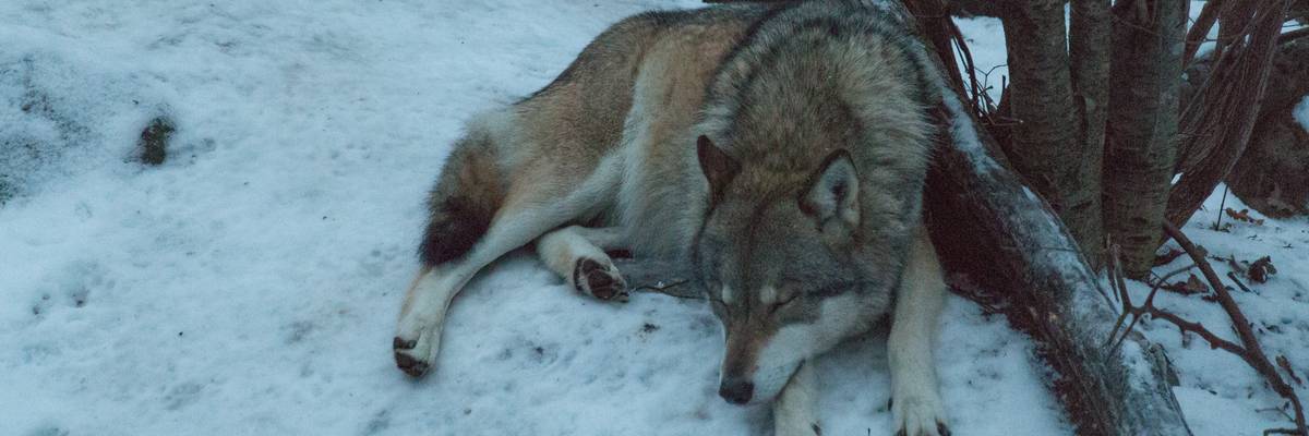 A wolf sleeping on the ground in winter time.