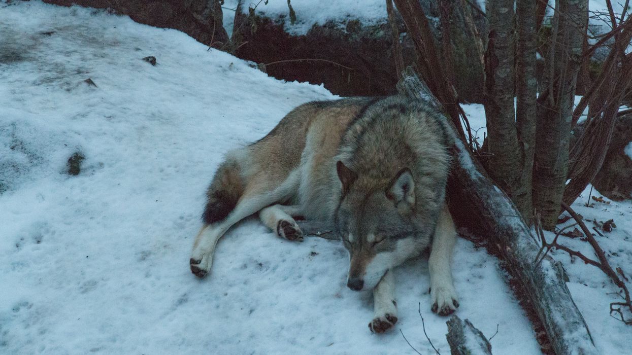 A wolf sleeping on the ground in winter time.