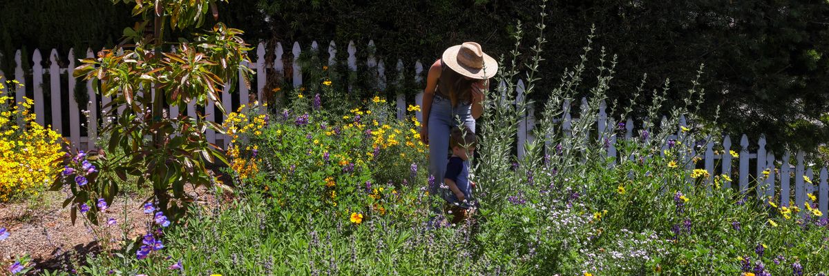 A woman in a lawn torn out and replaced with native plants.