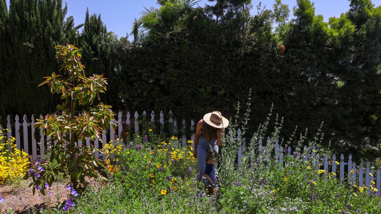 A woman in a lawn torn out and replaced with native plants.