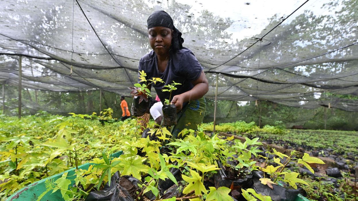 a woman prepares cuttings for reforestation in the Ivory Coast