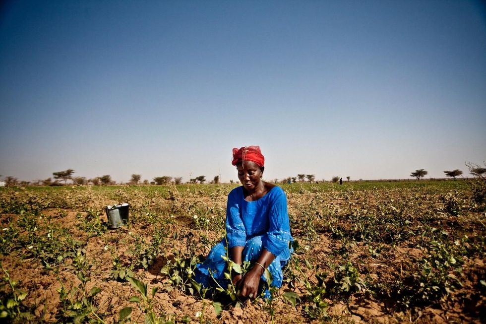 A woman tends to crops in Mauritania during the Sahel food crisis of 2012.  (Photo:Pablo Tosco/Oxfam International/flickr/cc)