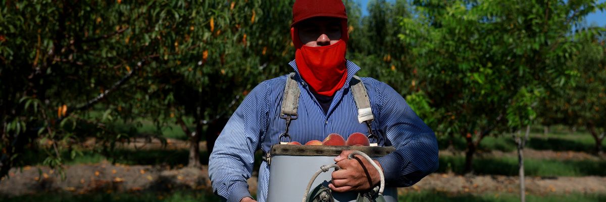 A worker harvests peaches