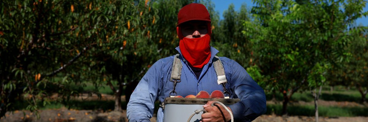 A worker harvests peaches