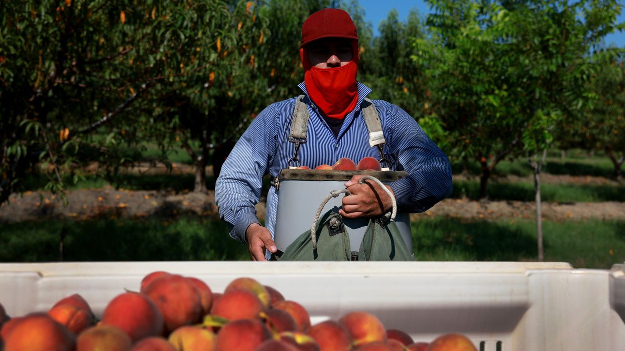 A worker harvests peaches
