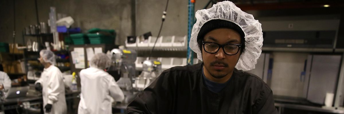 A worker looks through a bag of marijuana
