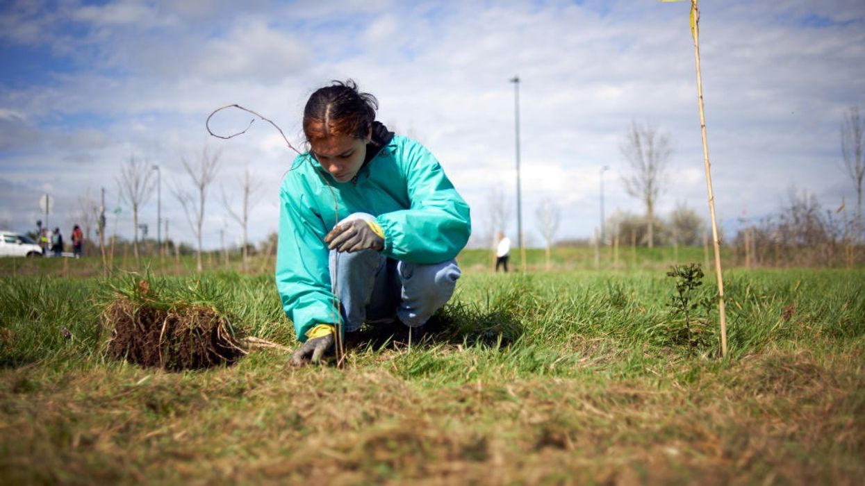 A young woman plants a tree in a meadow.
