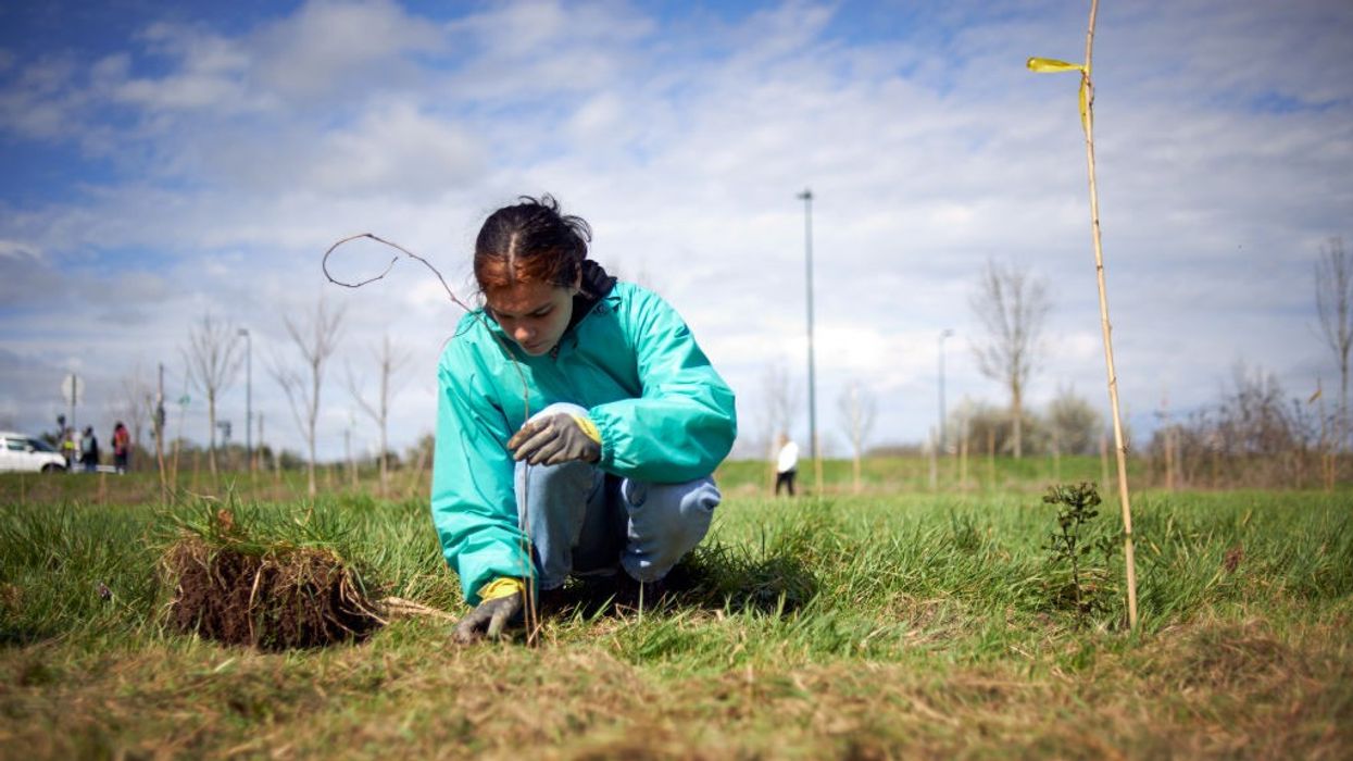 A young woman plants a young tree in the meadow.