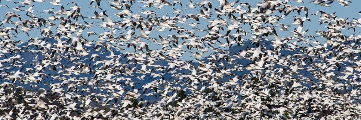 Open Pit Mine in Montana Kills Thousands of Migrating Snow Geese